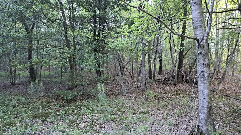 Lot 22 Timber Valley Trail (PCA) Rockwood TN 37854