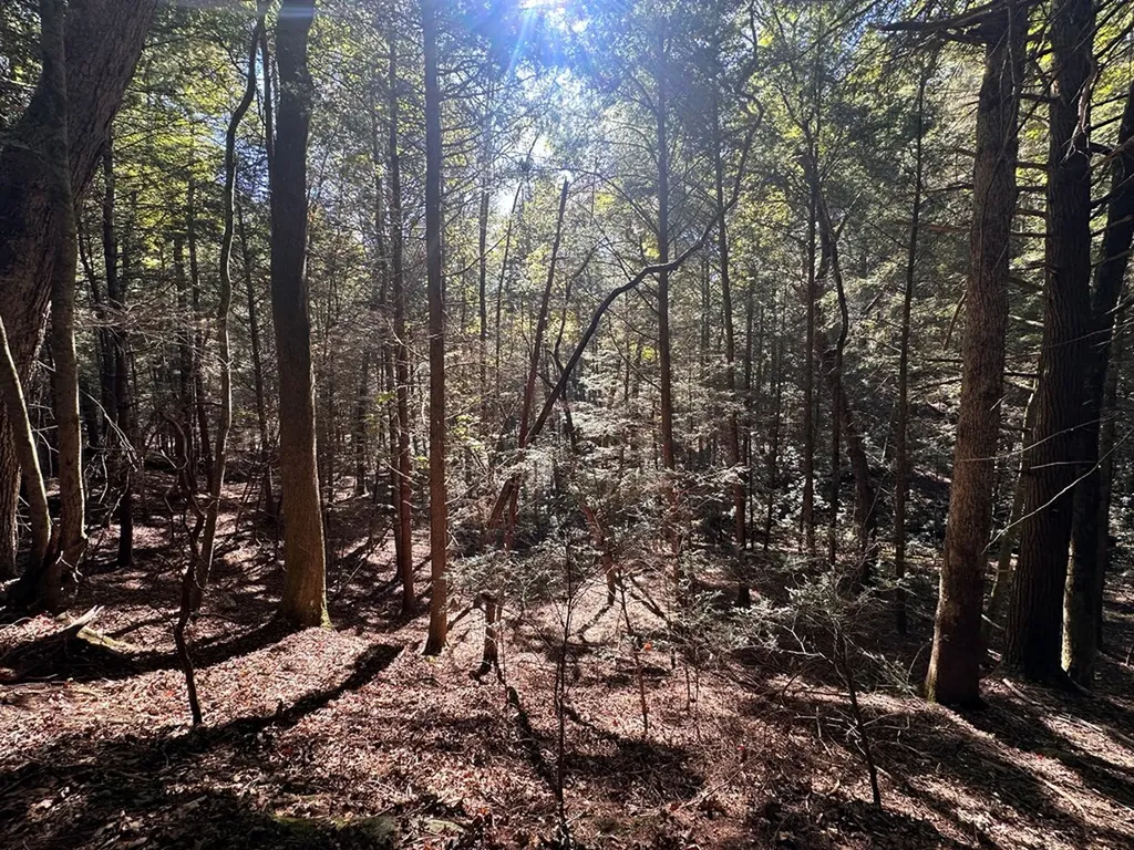 18.6 Acres Cave Branch Road Allardt TN 38504