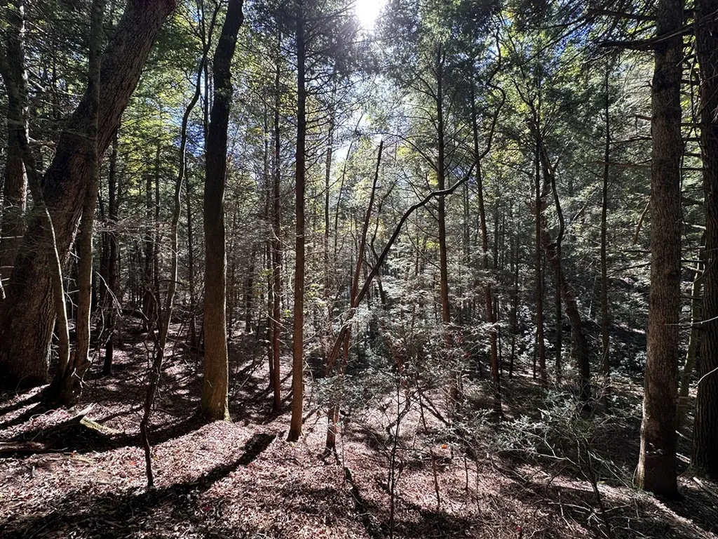 18.6 Acres Cave Branch Road Allardt TN 38504
