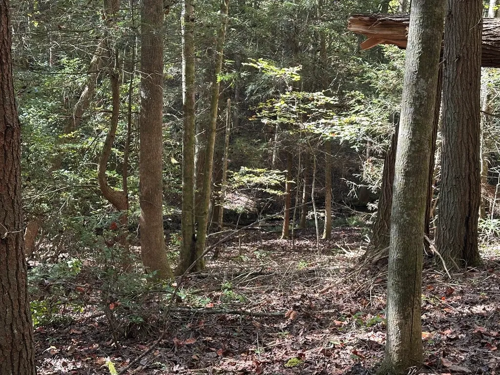 18.6 Acres Cave Branch Road Allardt TN 38504