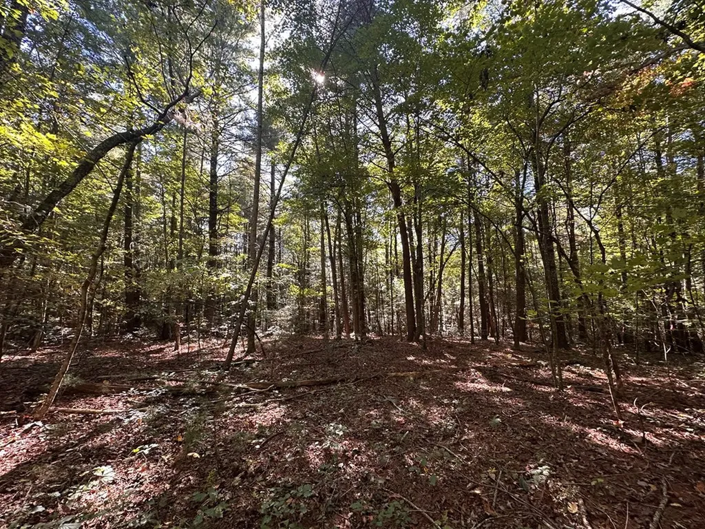 18.6 Acres Cave Branch Road Allardt TN 38504
