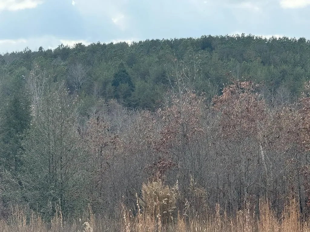0 Valerie Drive Deer Lodge TN 37726-3506