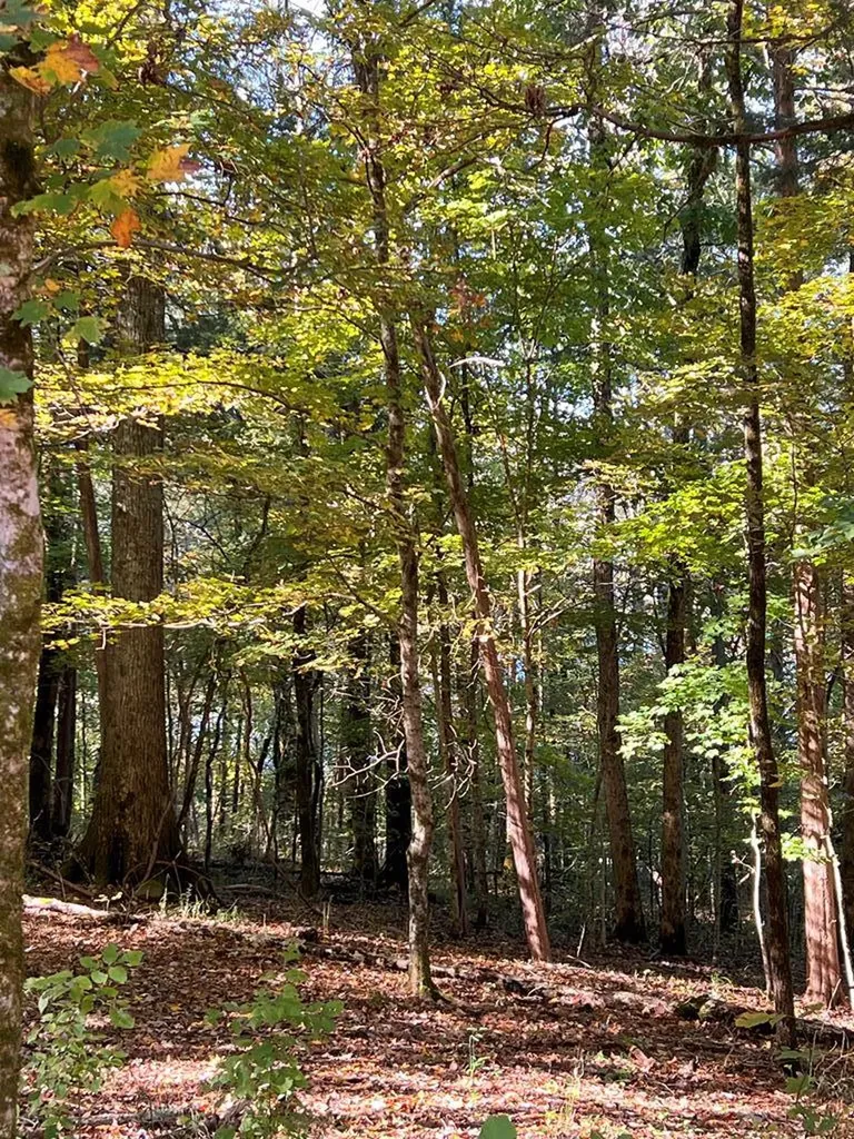 Lot 19 Shoreside Drive Smithville TN 37166