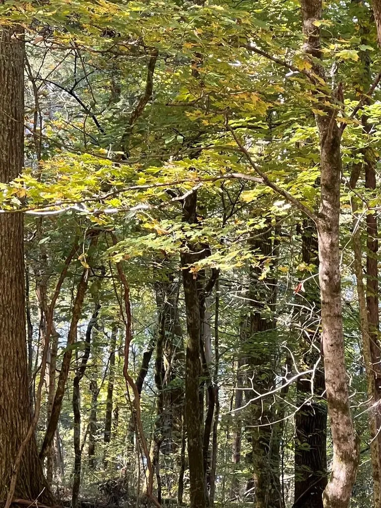 Lot 19 Shoreside Drive Smithville TN 37166