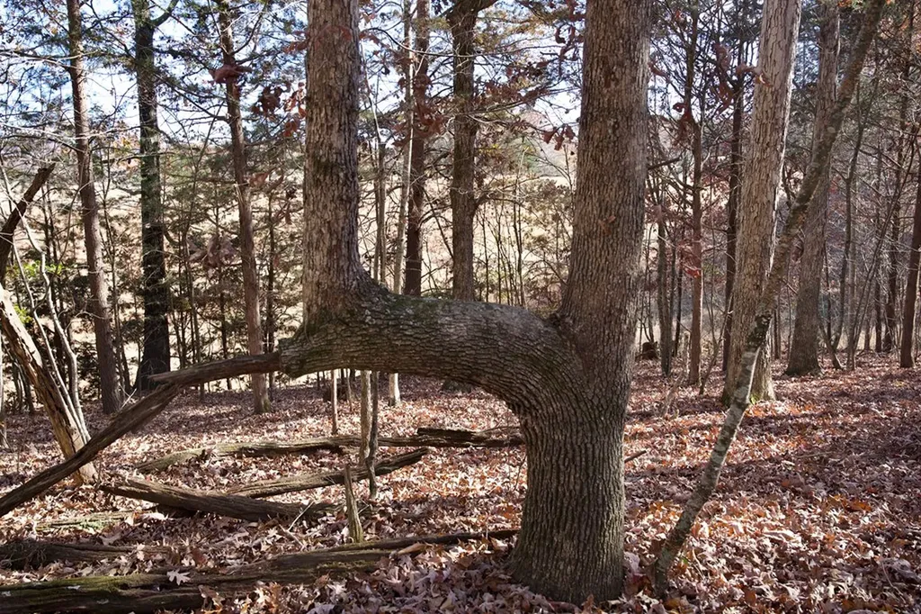 Tract 7 West Of Barlow Road Rock Island TN 38581