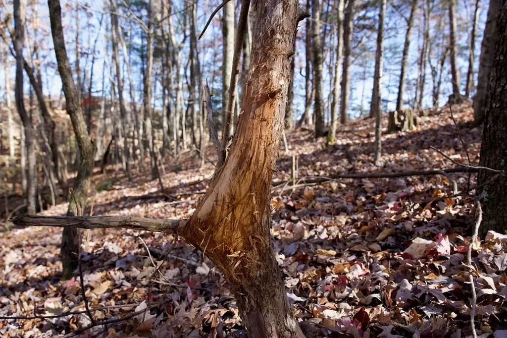 Tract 7 West Of Barlow Road Rock Island TN 38581