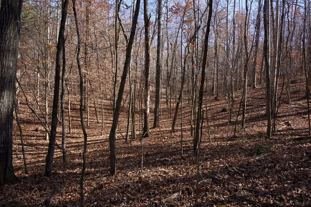 Tract 7 West Of Barlow Road Rock Island TN 38581