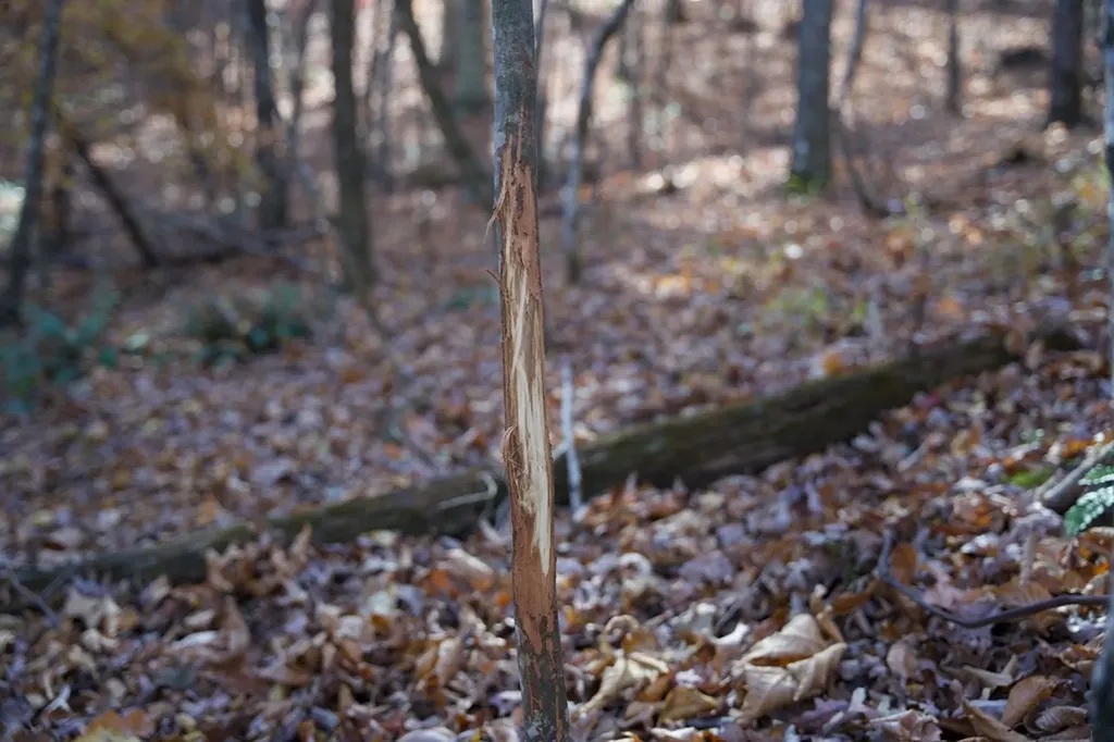Tract 7 West Of Barlow Road Rock Island TN 38581