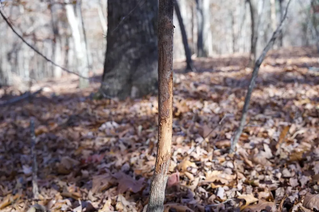 Tract 7 West Of Barlow Road Rock Island TN 38581