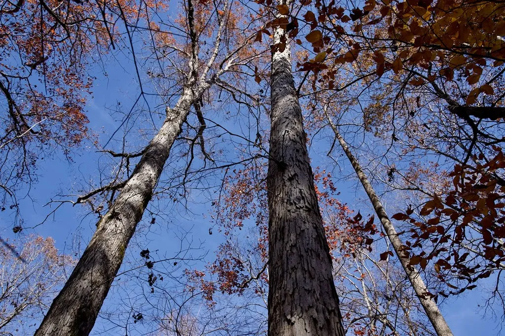 Tract 7 West Of Barlow Road Rock Island TN 38581