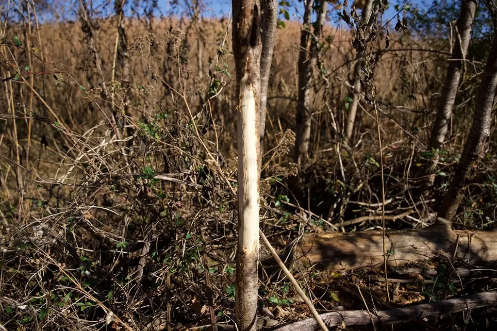 Tract 7 West Of Barlow Road Rock Island TN 38581