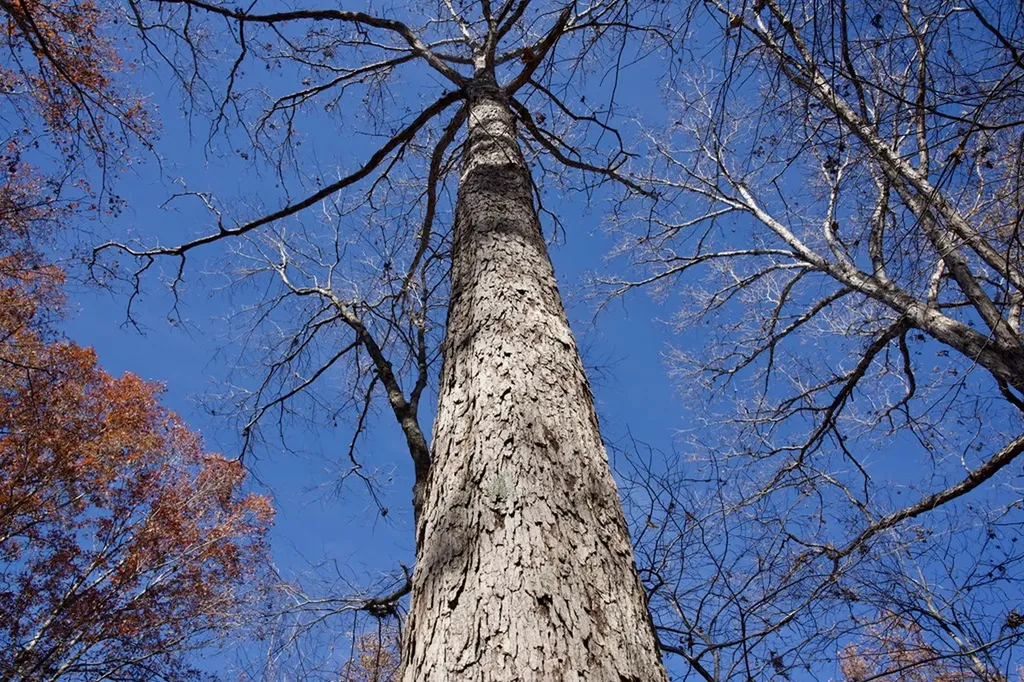 Tract 7 West Of Barlow Road Rock Island TN 38581