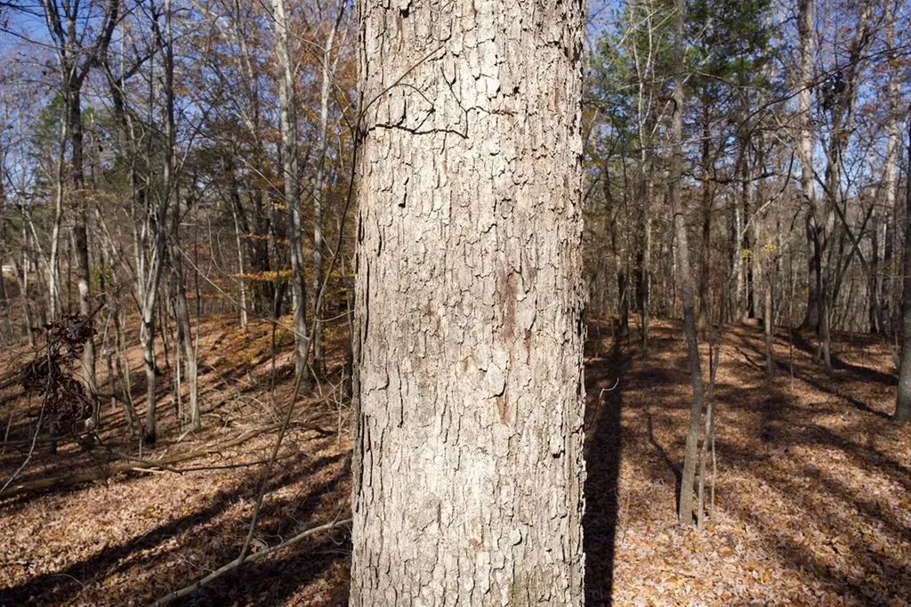 Tract 7 West Of Barlow Road Rock Island TN 38581