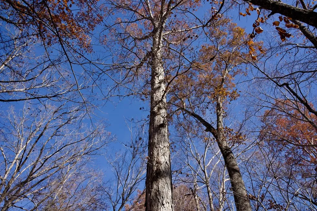 Tract 7 West Of Barlow Road Rock Island TN 38581