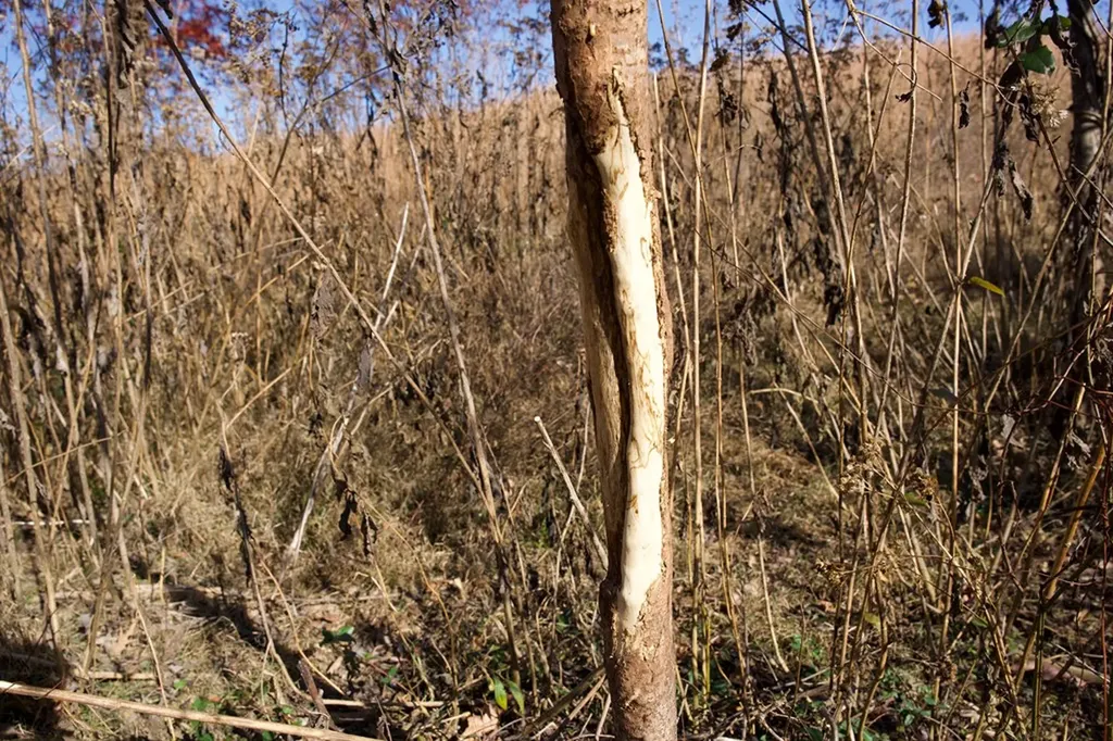 Tract 7 West Of Barlow Road Rock Island TN 38581