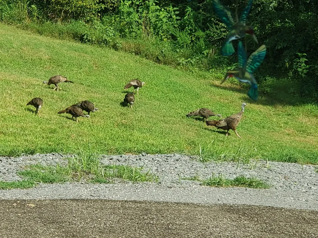 57 Lakeside Drive Carthage TN 37030