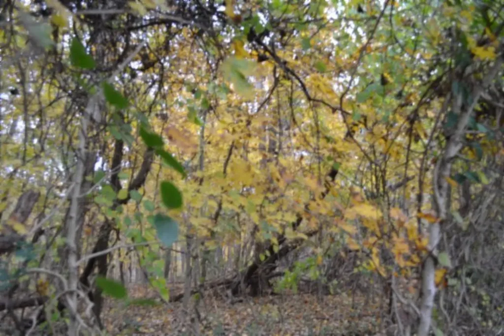 10.70AC Red Oak Ridge Road Celina TN 38551