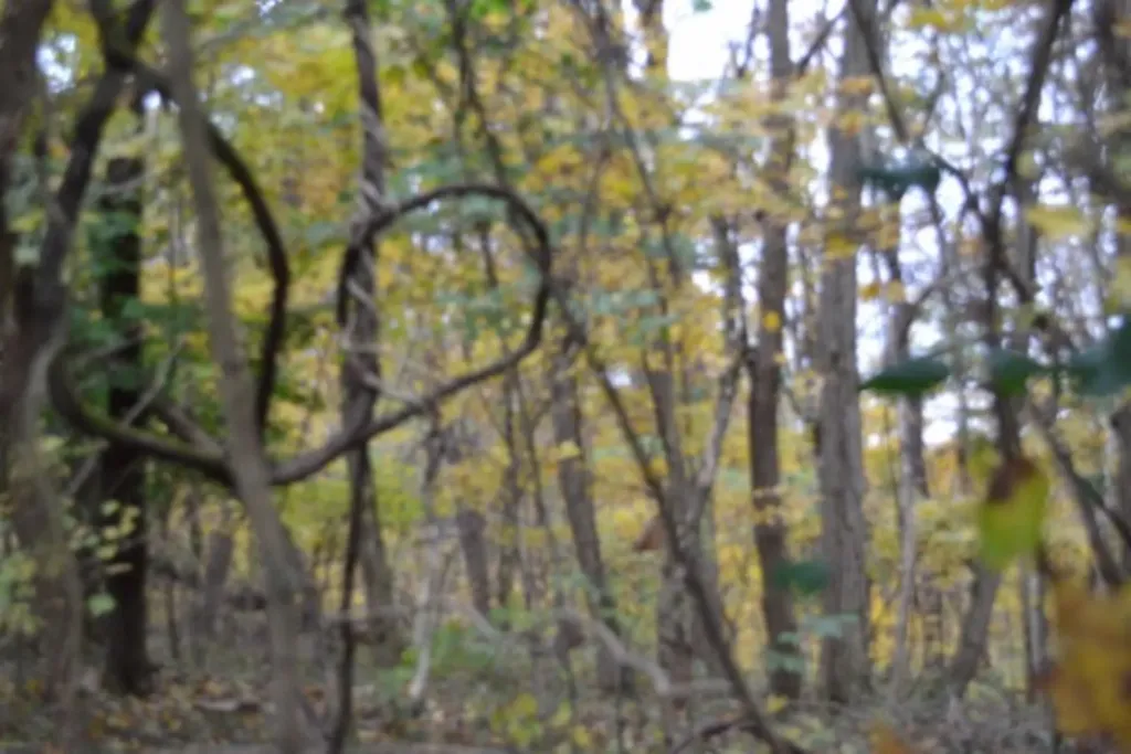 10.70AC Red Oak Ridge Road Celina TN 38551