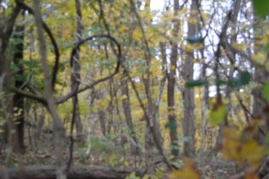 10.70AC Red Oak Ridge Road Celina TN 38551