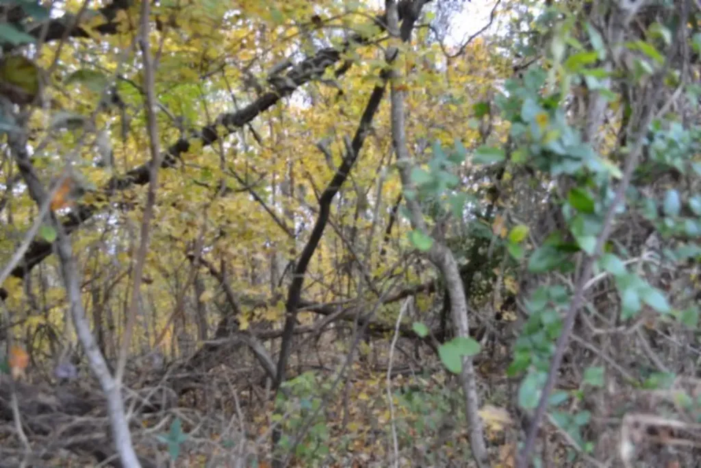 10.70AC Red Oak Ridge Road Celina TN 38551