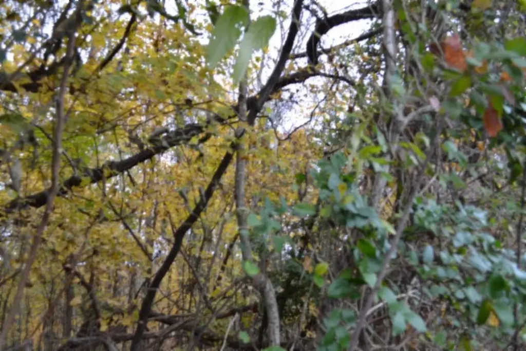 10.70AC Red Oak Ridge Road Celina TN 38551