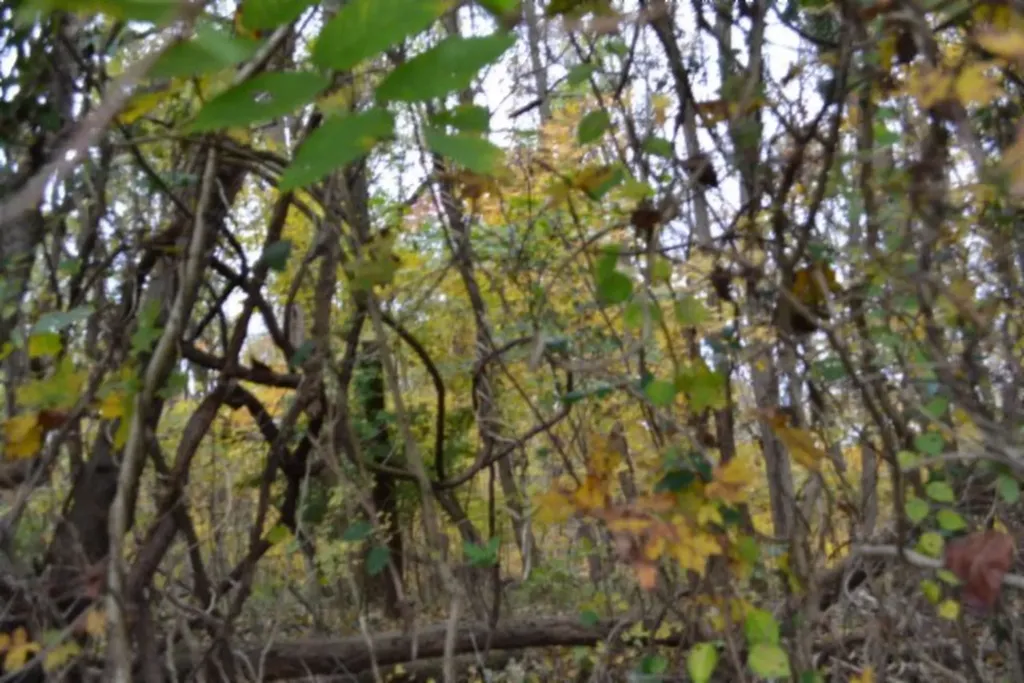 10.70AC Red Oak Ridge Road Celina TN 38551