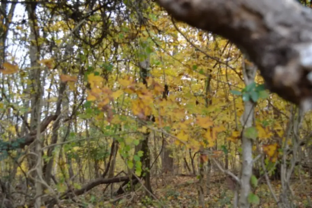 10.70AC Red Oak Ridge Road Celina TN 38551