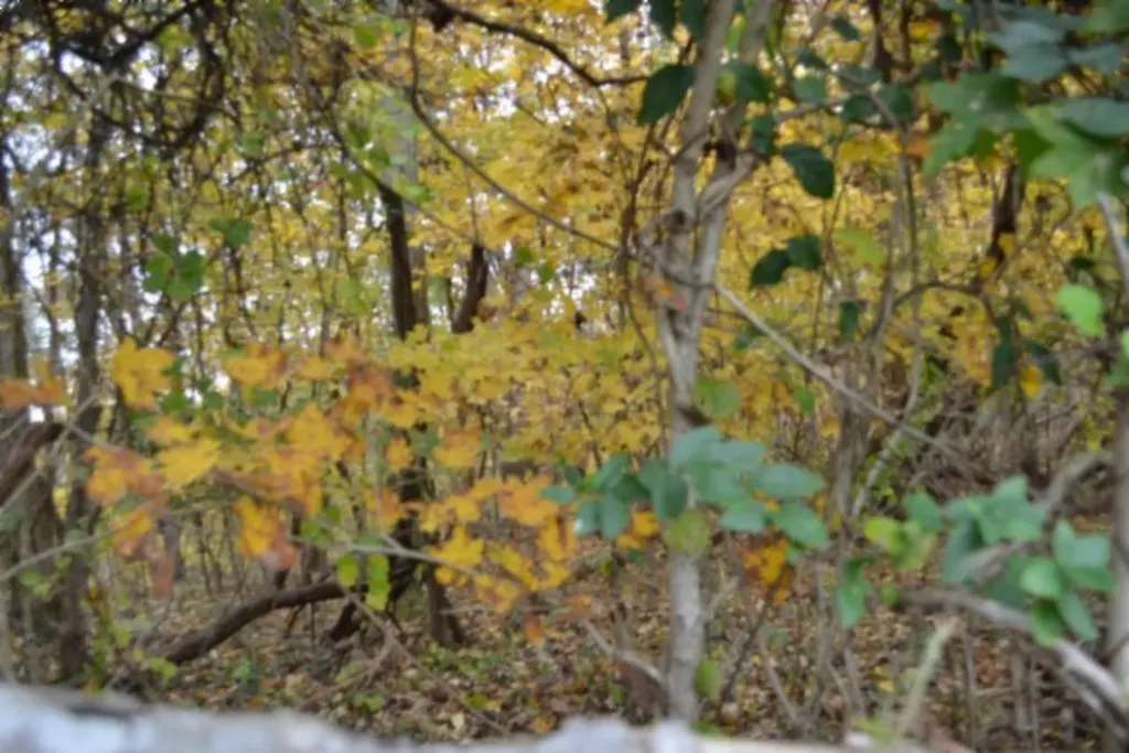 10.70AC Red Oak Ridge Road Celina TN 38551