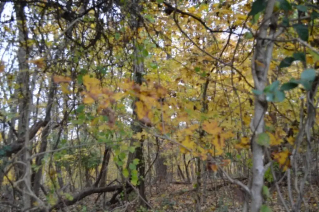 10.70AC Red Oak Ridge Road Celina TN 38551