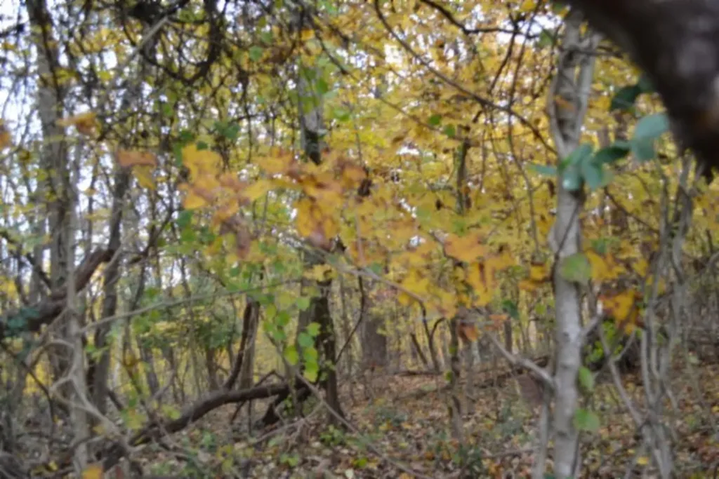 10.70AC Red Oak Ridge Road Celina TN 38551