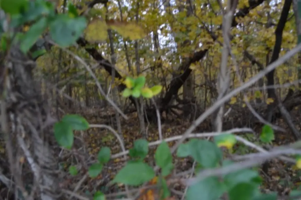 10.70AC Red Oak Ridge Road Celina TN 38551