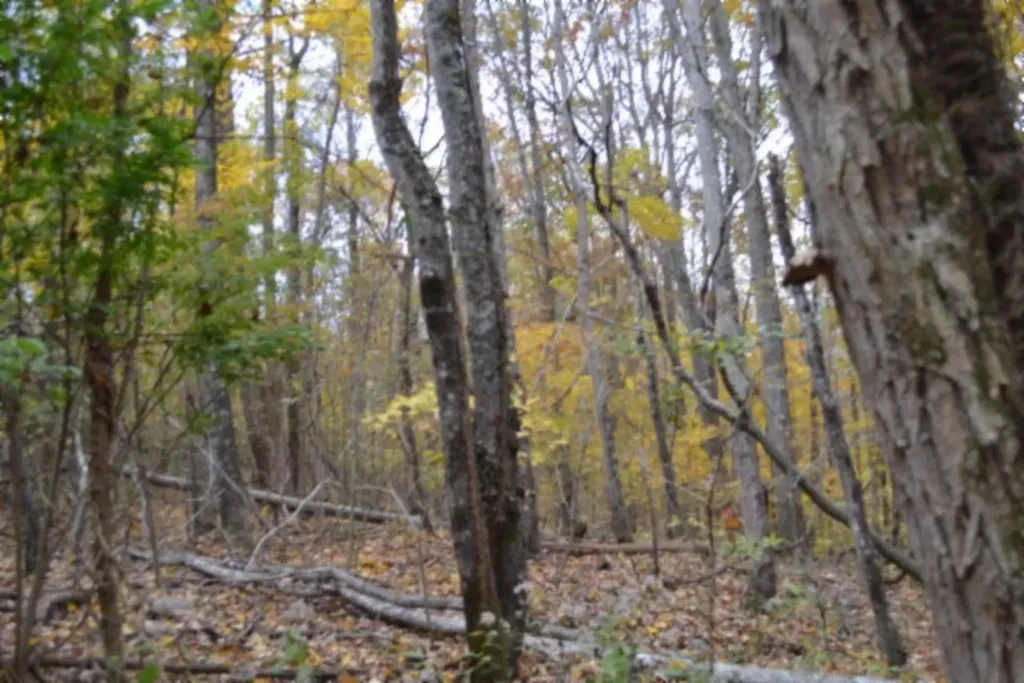 10.70AC Red Oak Ridge Road Celina TN 38551