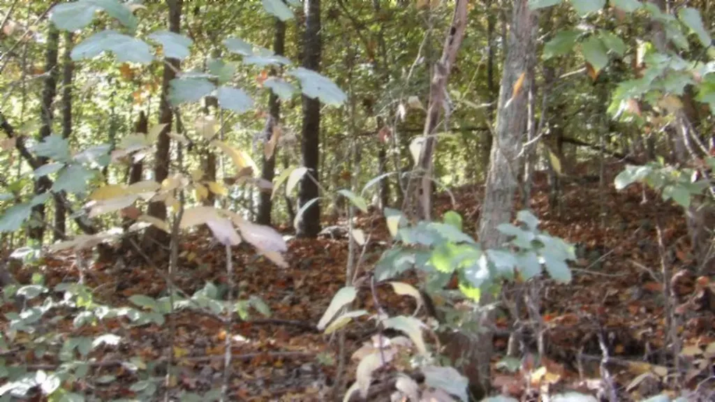 8.60AC Moss Arcot Road Celina TN 38551