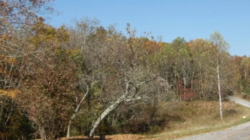 8.60AC Moss Arcot Road Celina TN 38551