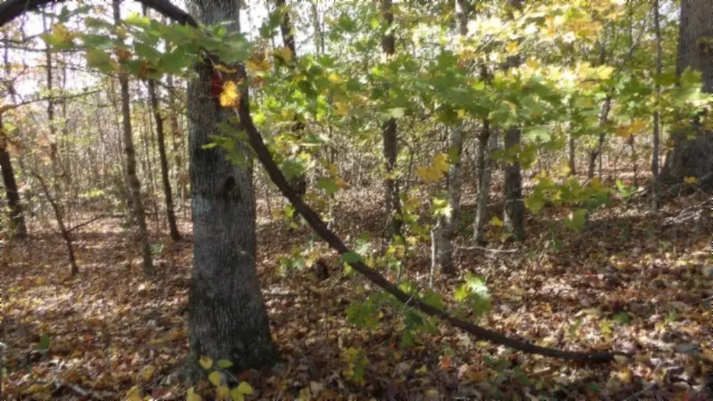 8.60AC Moss Arcot Road Celina TN 38551