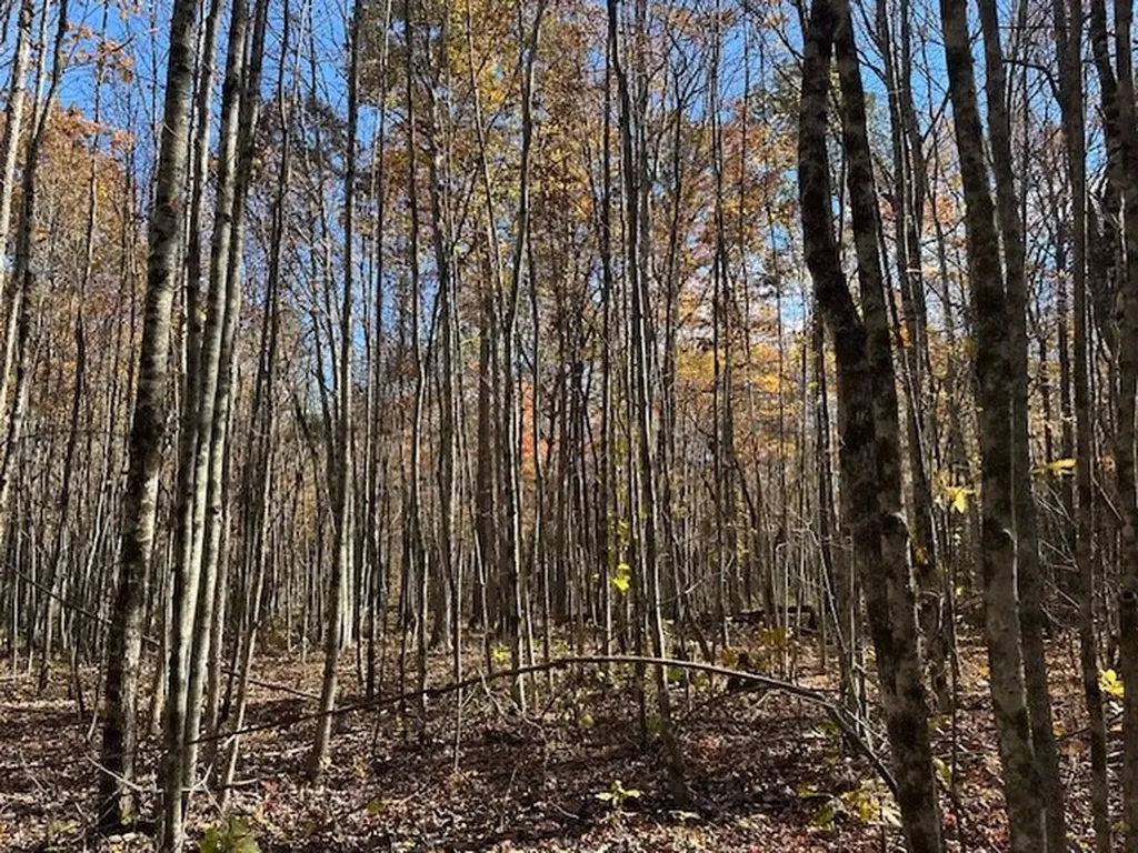 Lot 321 Hilltop Lane Wilder TN 38589