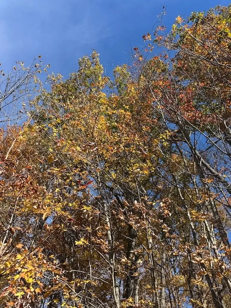 Lot 321 Hilltop Lane Wilder TN 38589