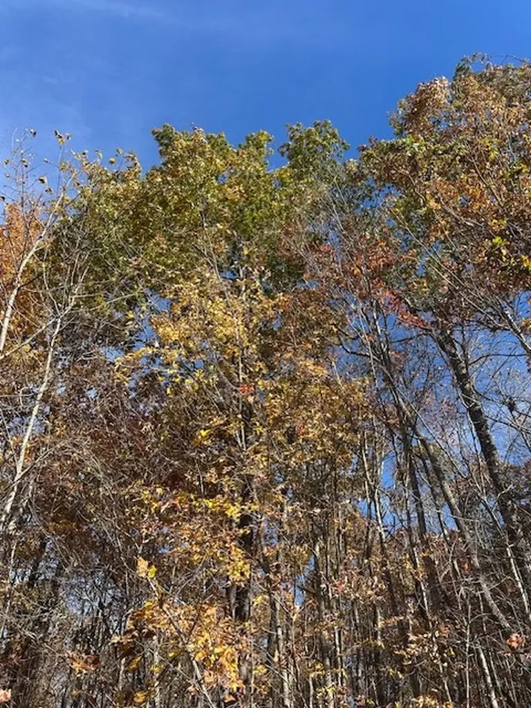Lot 321 Hilltop Lane Wilder TN 38589