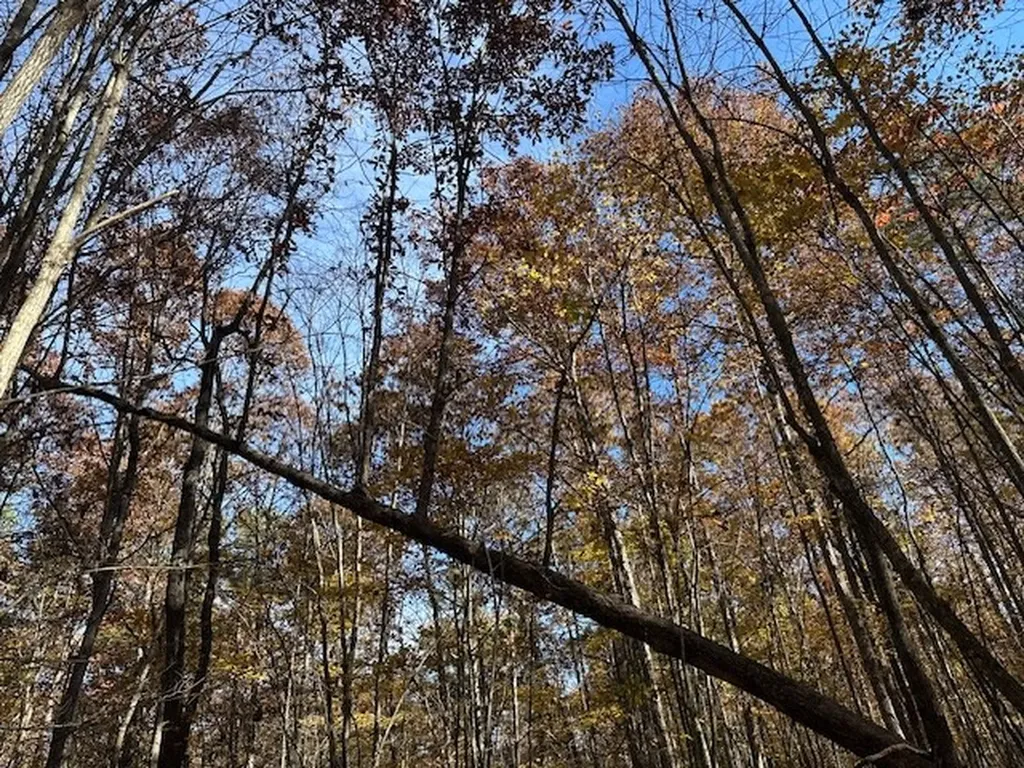 Lot 321 Hilltop Lane Wilder TN 38589