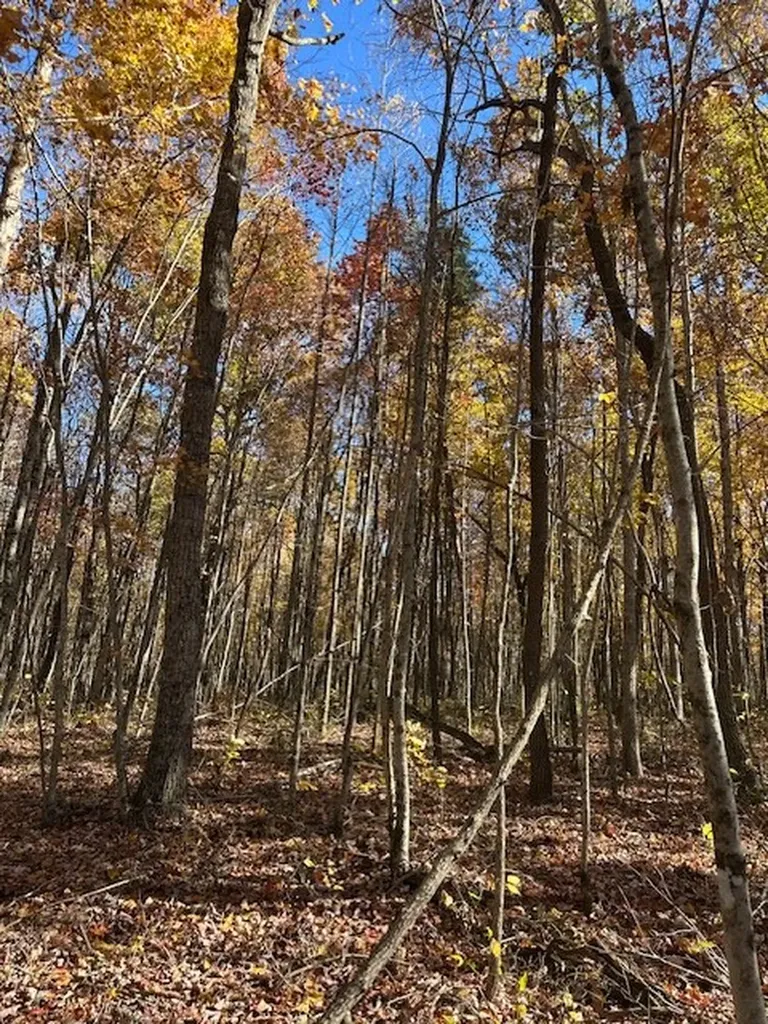 Lot 321 Hilltop Lane Wilder TN 38589