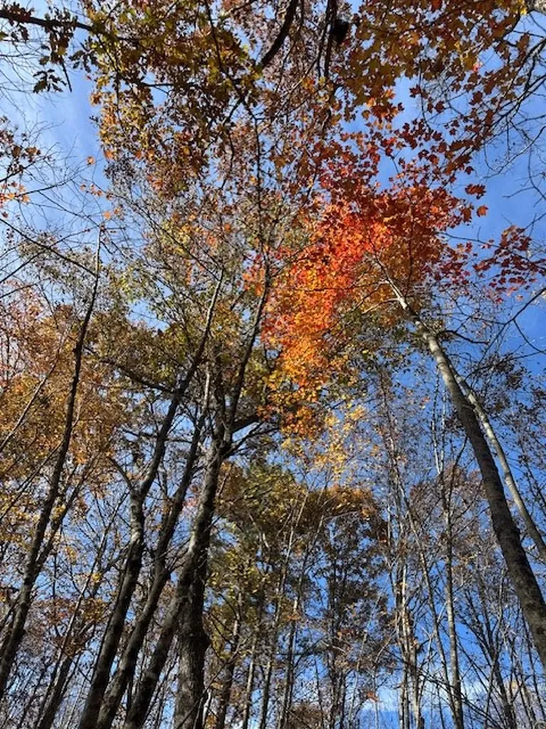 Lot 321 Hilltop Lane Wilder TN 38589