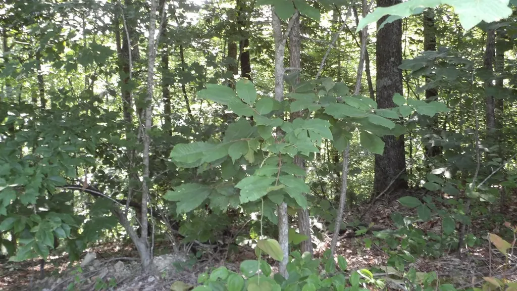 13.87AC Pleasant Cemetery Lane Gainesboro TN 38562
