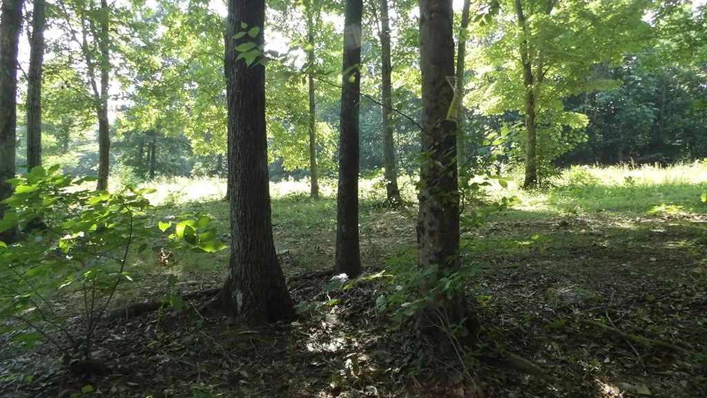 13.87AC Pleasant Cemetery Lane Gainesboro TN 38562