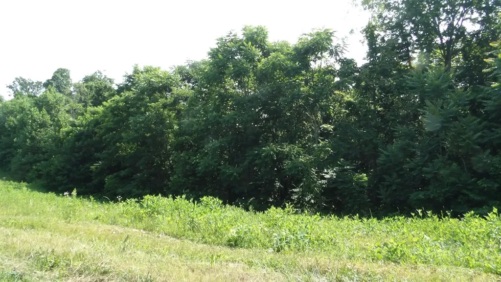 13.87AC Pleasant Cemetery Lane Gainesboro TN 38562
