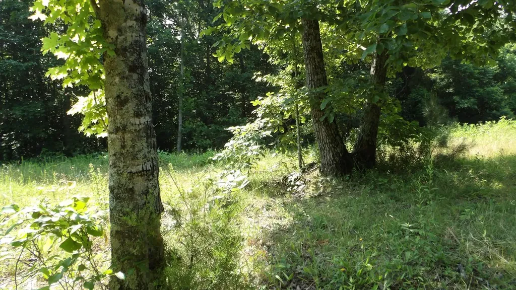 13.87AC Pleasant Cemetery Lane Gainesboro TN 38562
