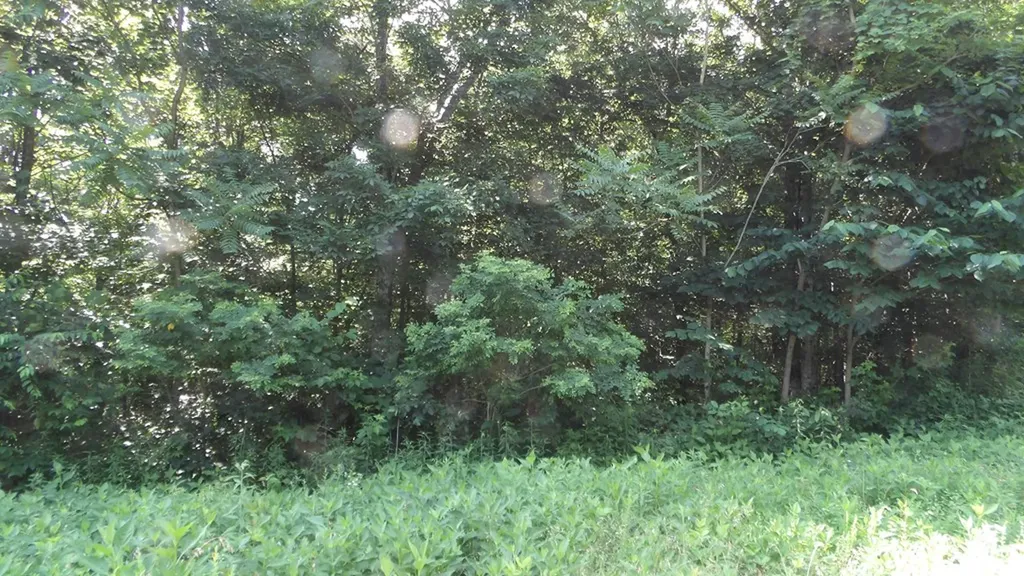 13.87AC Pleasant Cemetery Lane Gainesboro TN 38562
