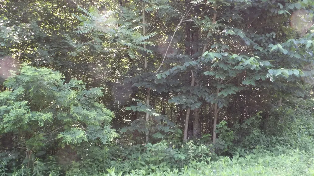 13.87AC Pleasant Cemetery Lane Gainesboro TN 38562
