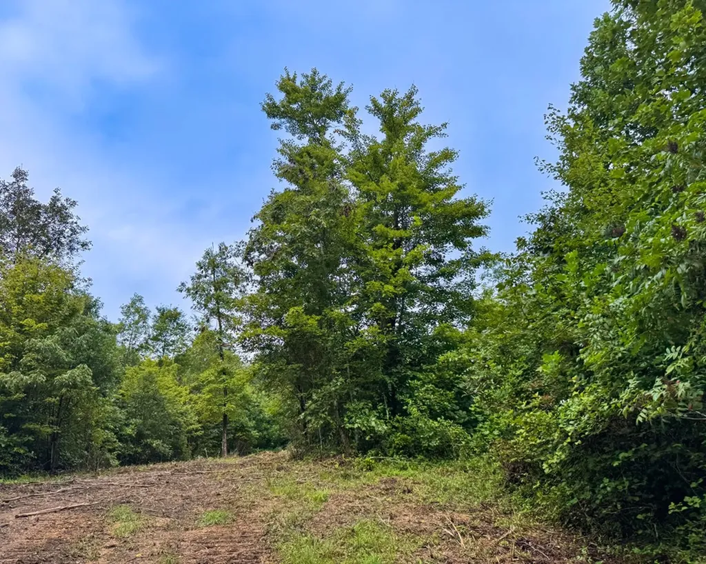 Tract 6 Sheep Ranch Road Robbins TN 37852
