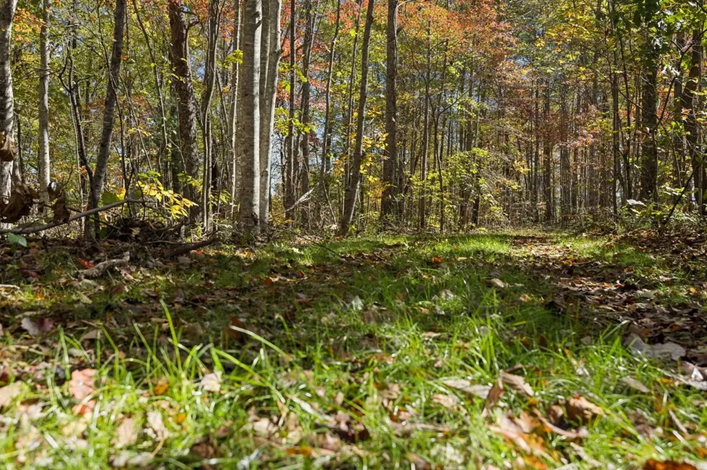 Tract 7 Off Of Sheep Ranch Road Robbins TN 37852