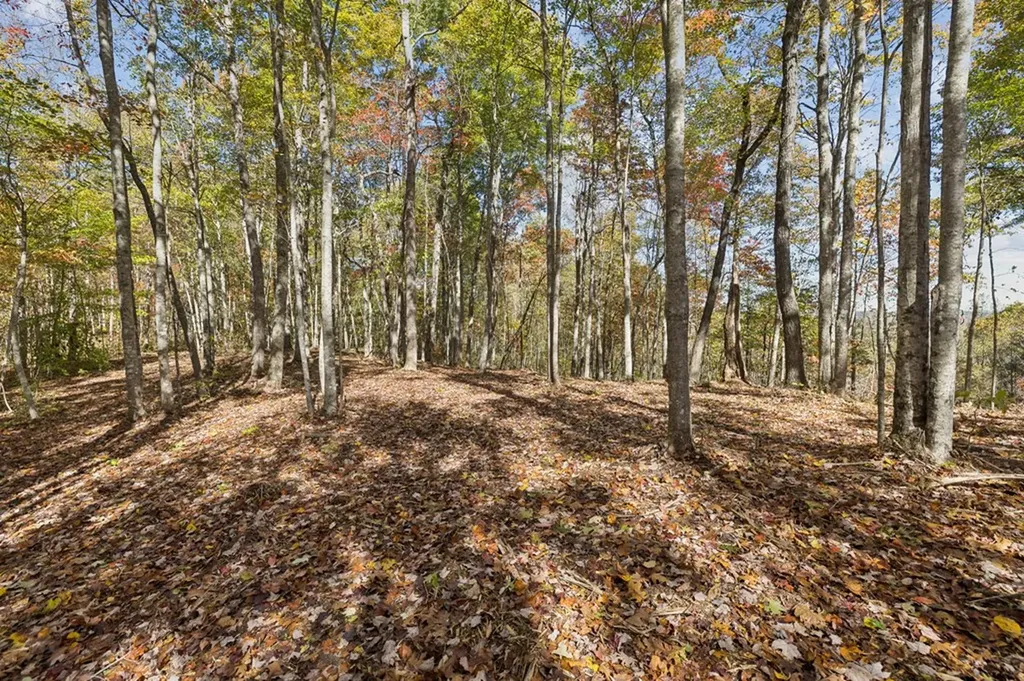 Tract 7 Off Of Sheep Ranch Road Robbins TN 37852